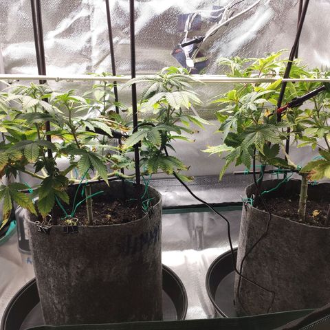 HMMM growlog timeline photo