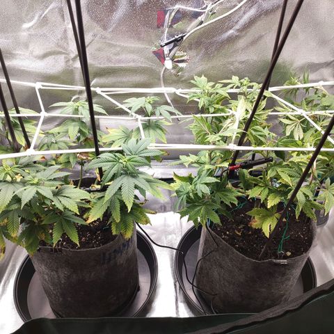 HMMM growlog timeline photo