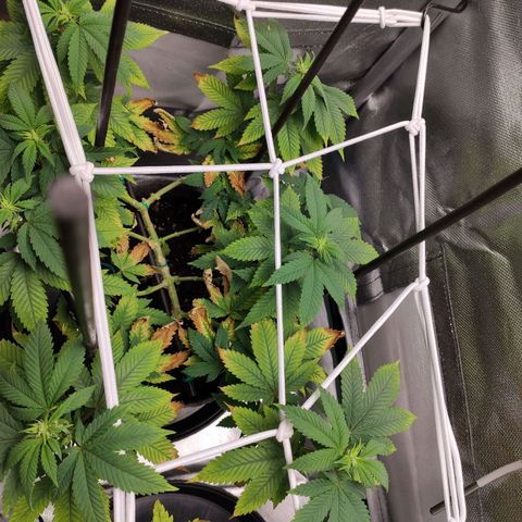 HMMM growlog timeline photo
