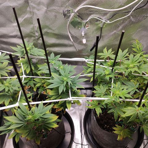 HMMM growlog timeline photo