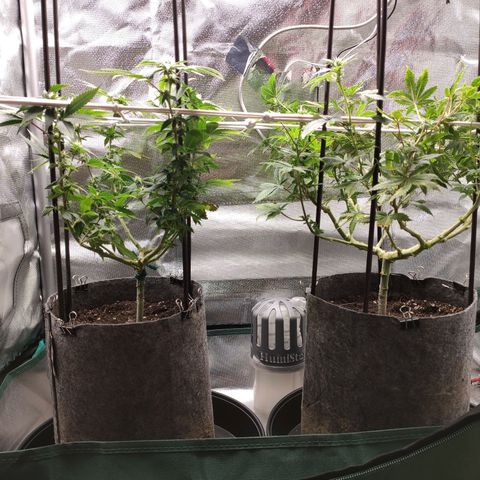 HMMM growlog timeline photo