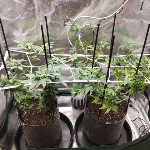 HMMM growlog timeline photo
