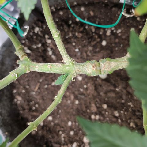 HMMM growlog timeline photo