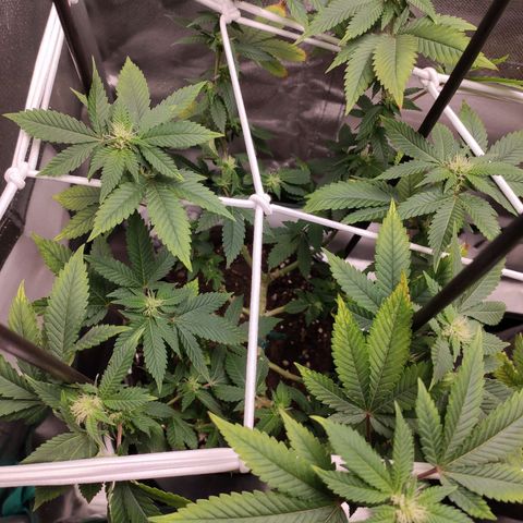HMMM growlog timeline photo