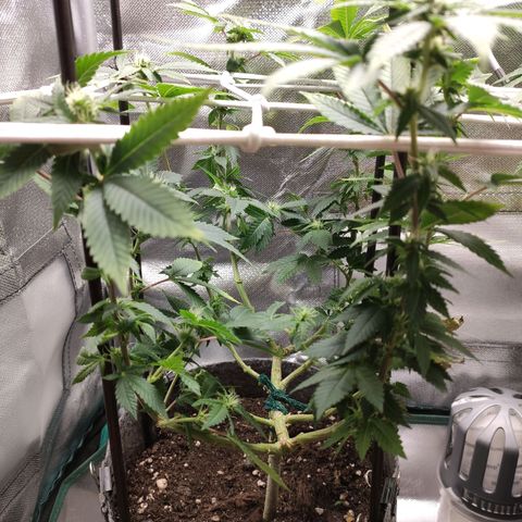 HMMM growlog timeline photo