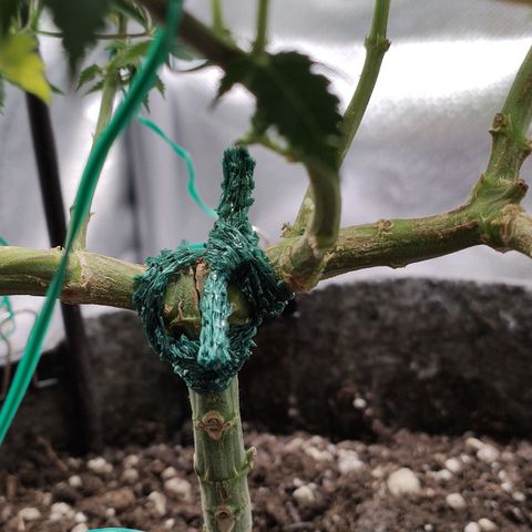 HMMM growlog timeline photo