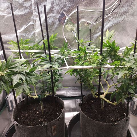 HMMM growlog timeline photo