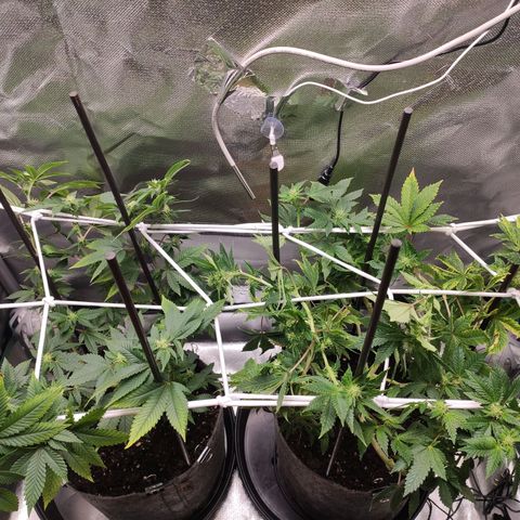 HMMM growlog timeline photo