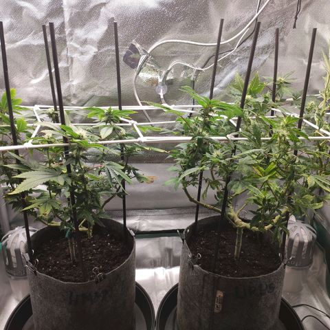 HMMM growlog timeline photo