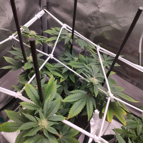 HMMM growlog timeline photo