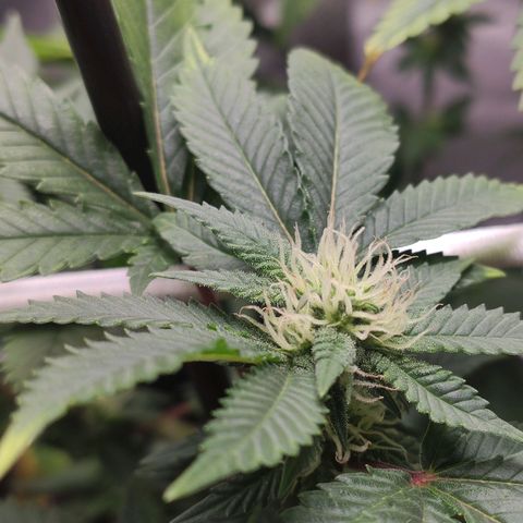 HMMM growlog timeline photo