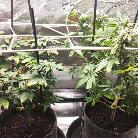 HMMM growlog timeline photo