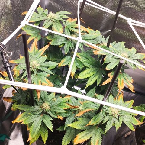 HMMM growlog timeline photo