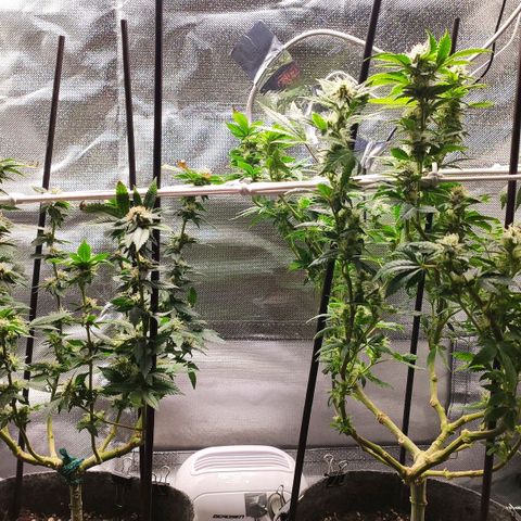 HMMM growlog timeline photo