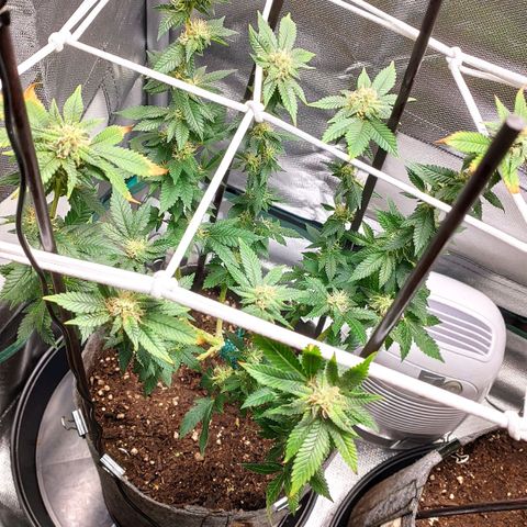 HMMM growlog timeline photo