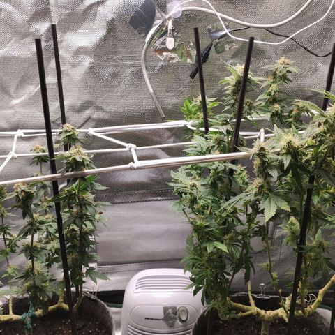 HMMM growlog timeline photo