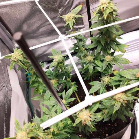 HMMM growlog timeline photo