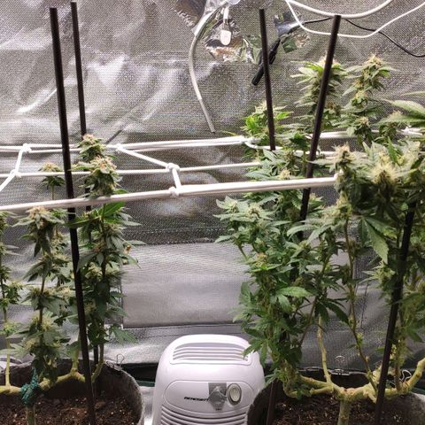 HMMM growlog timeline photo