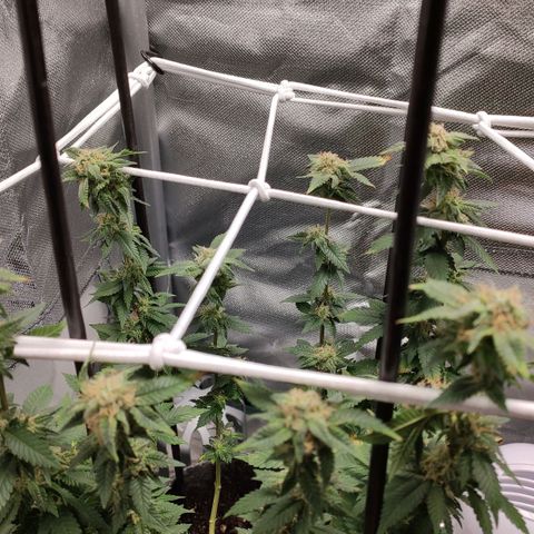 HMMM growlog timeline photo