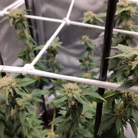 HMMM growlog timeline photo