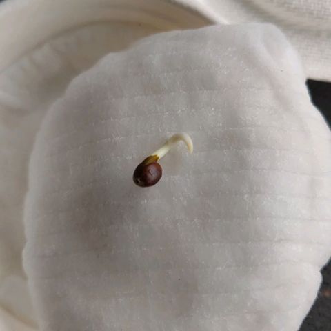 Mary Jane growlog photo