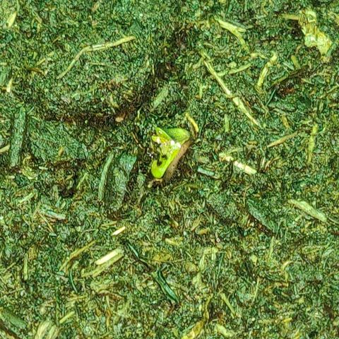 Mary Jane growlog timeline photo