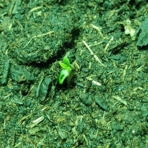 Mary Jane growlog timeline photo