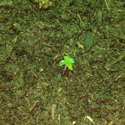 Mary Jane growlog timeline photo