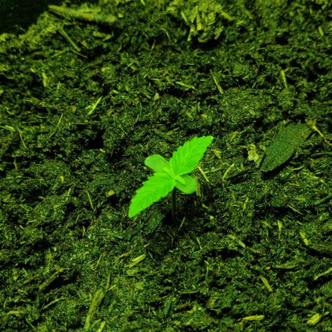 Mary Jane growlog timeline photo