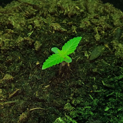 Mary Jane growlog timeline photo