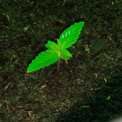 Mary Jane growlog timeline photo