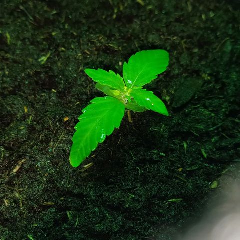 Mary Jane growlog timeline photo
