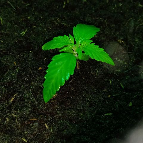Mary Jane growlog timeline photo