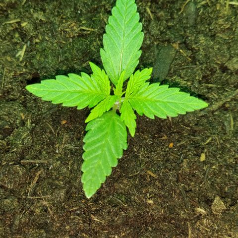 Mary Jane growlog timeline photo