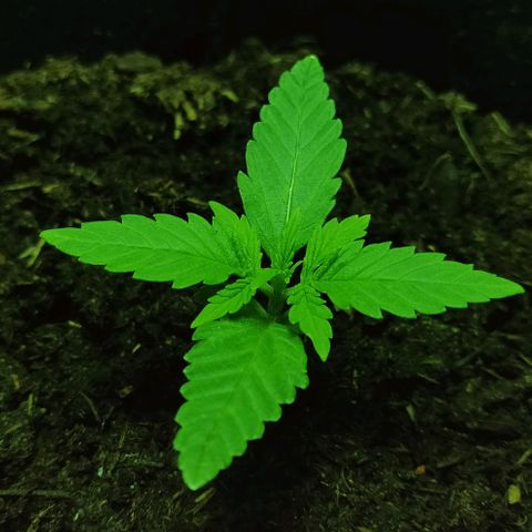 Mary Jane growlog timeline photo