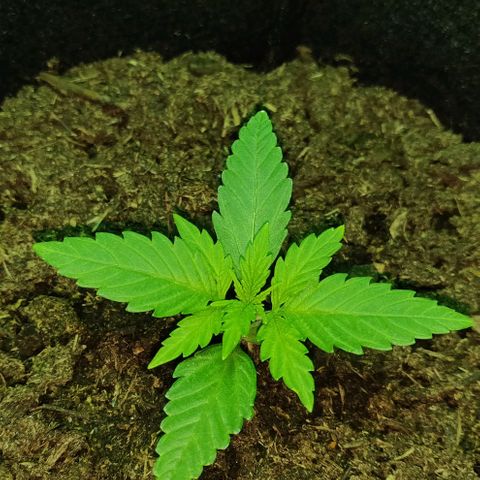 Mary Jane growlog timeline photo