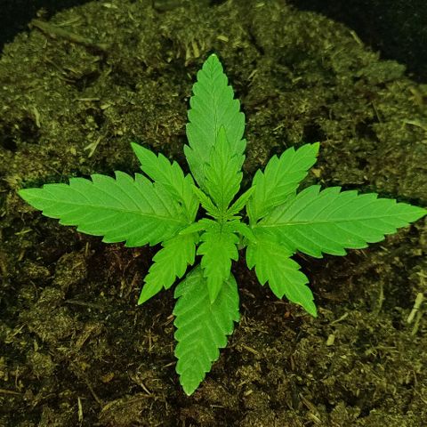 Mary Jane growlog timeline photo