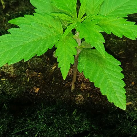 Mary Jane growlog timeline photo