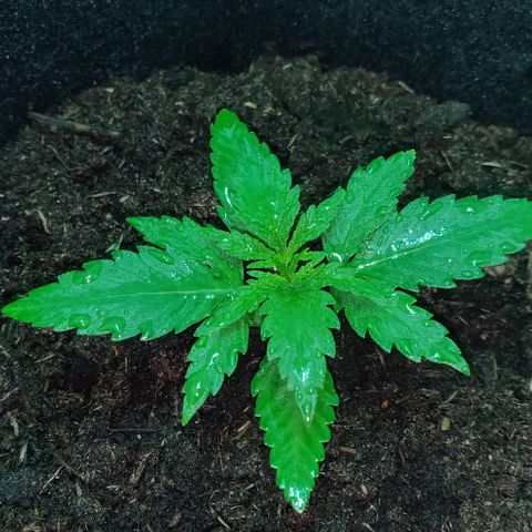 Mary Jane growlog timeline photo