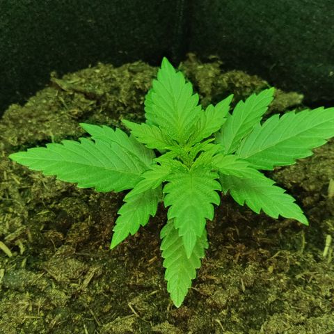 Mary Jane growlog timeline photo
