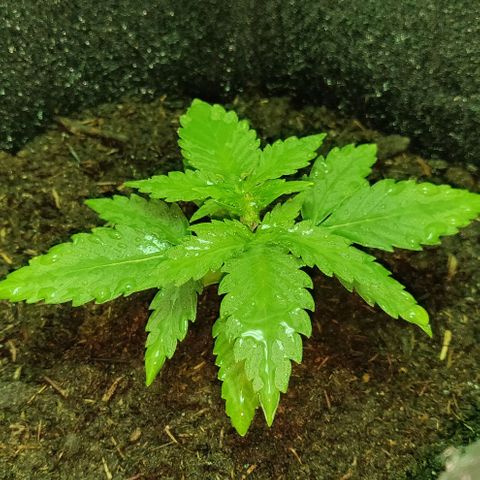 Mary Jane growlog timeline photo