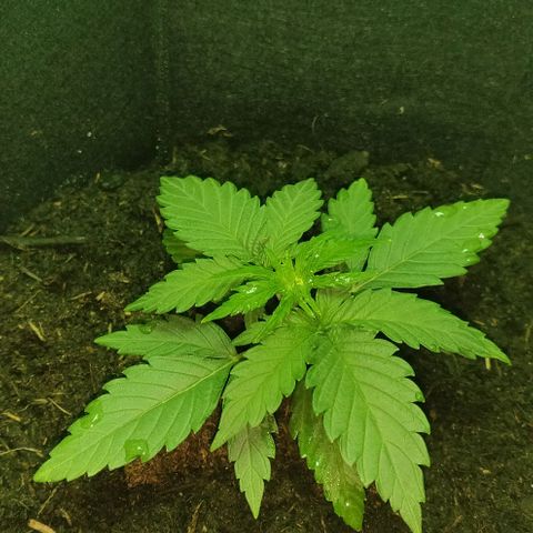 Mary Jane growlog timeline photo