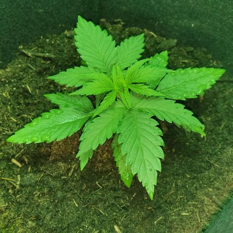 Mary Jane growlog timeline photo
