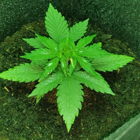 Mary Jane growlog timeline photo