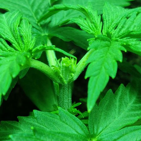 Mary Jane growlog timeline photo