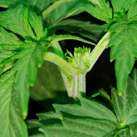 Mary Jane growlog timeline photo