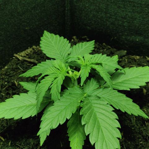 Mary Jane growlog timeline photo