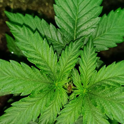 Mary Jane growlog timeline photo