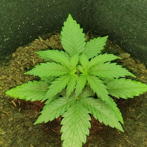 Mary Jane growlog timeline photo