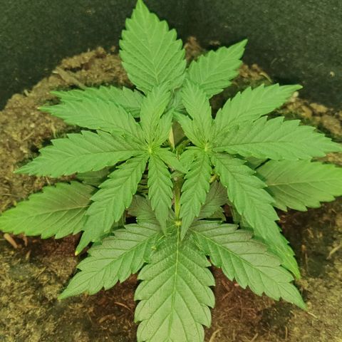 Mary Jane growlog timeline photo